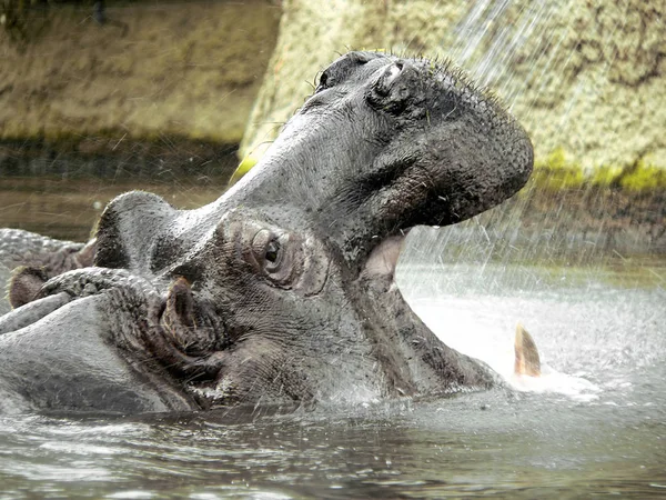 Hippopotamus Däggdjur Flodhäst — Stockfoto