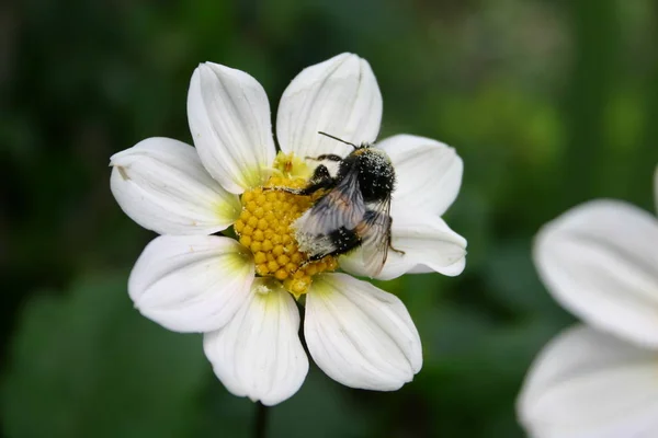 Mooie Bloeiende Bloemen Natuur Achtergrond — Stockfoto