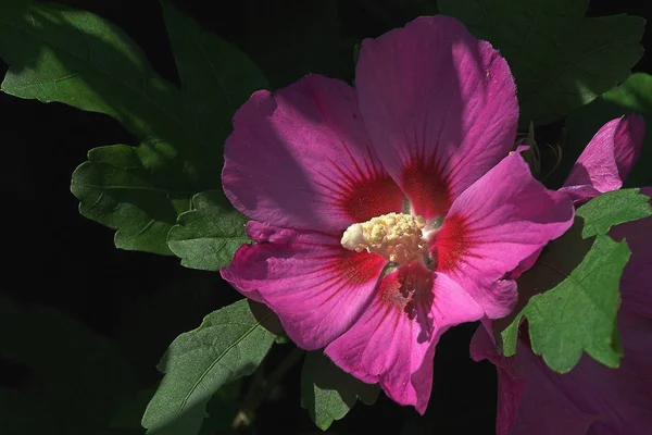 Cênica Bela Flor Hibisco Colorido — Fotografia de Stock