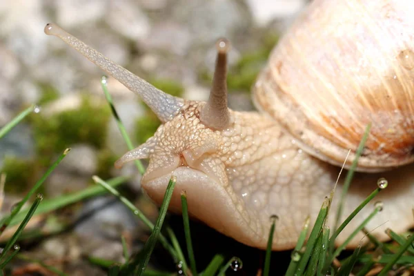 달팽이 조개껍데기 — 스톡 사진