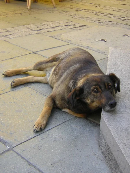 Portait Lindo Perro Mascota — Foto de Stock