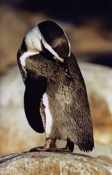 Γραφική Θέα Των Χαριτωμένων Πιγκουίνων Πουλιά Στη Φύση — Φωτογραφία Αρχείου