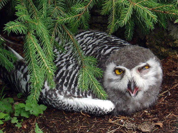 Laatst Dierentuin — Stockfoto