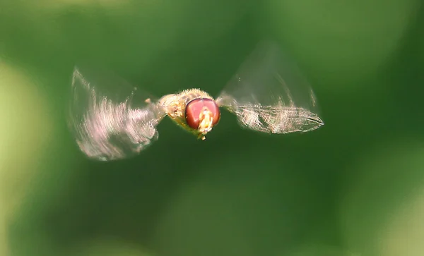 Belichtunszeit 125 Sec One Can Only Imagine Impact Frequency Wings — Stock Photo, Image