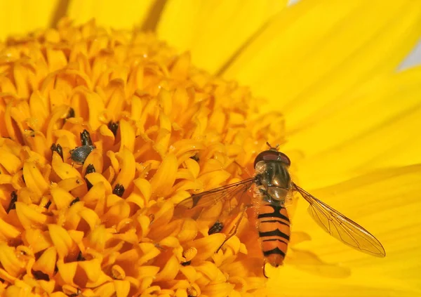 Vue Rapprochée Insecte Nature — Photo