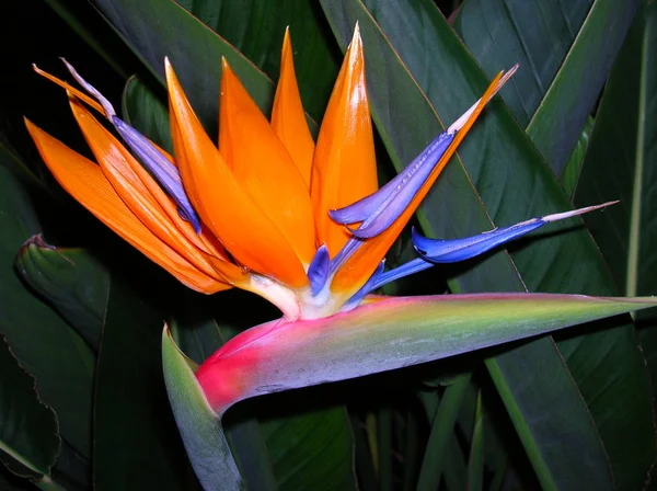 Flor Strelizie Laranja Tropical Flor Pássaro Paraíso — Fotografia de Stock