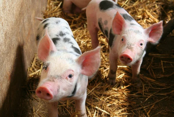 Waarschuwing Dit Geen Optische Illusie Die Echt Bij Elkaar Kwam — Stockfoto