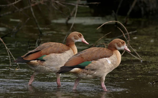 スペインの水鳥属Anser — ストック写真