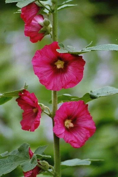 Schöne Blumen Blumiges Konzept Hintergrund — Stockfoto