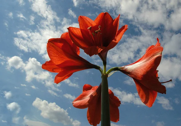 Amaryllis Blommor Kronblad Flora — Stockfoto