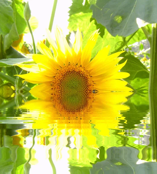 Pétalos Girasol Amarillo Flora Campo —  Fotos de Stock