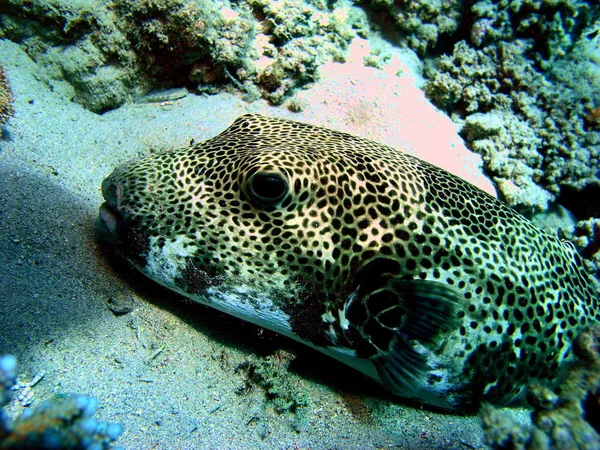 Scenic View Underwater World — Stock Photo, Image