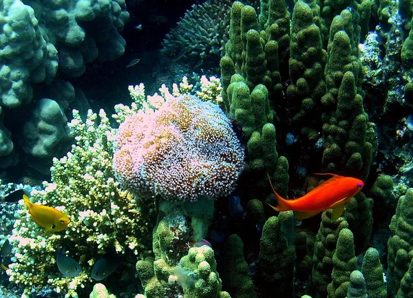 Fotografia Subacquea Vita Marina Dei Caraibi — Foto Stock