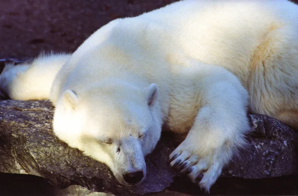 Predatore Dell Orso Polare Bianco Artico Fotografia Stock