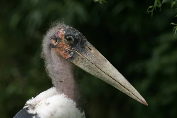 Volně Žijící Pták Přírodní Fauna Čáp — Stock fotografie