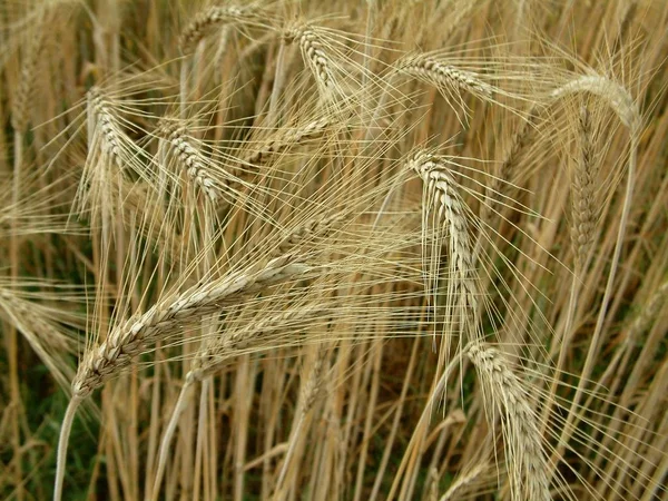 Herbsternte Selektiver Fokus — Stockfoto