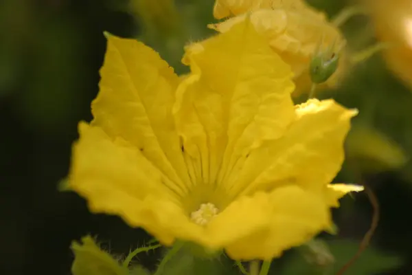 Schöne Botanische Aufnahme Natürliche Tapete — Stockfoto