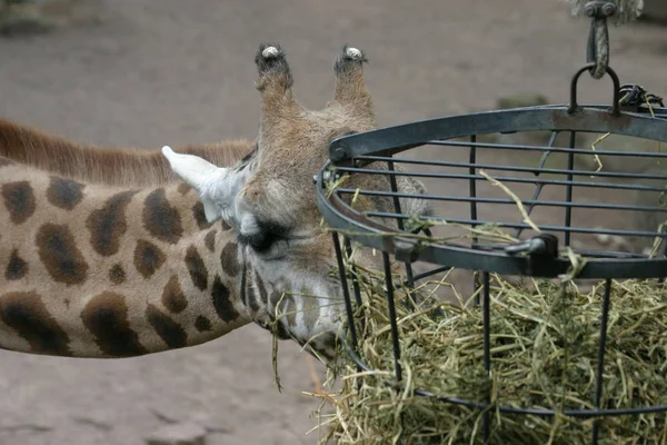 Girafe Animal Herbivore Mammifère — Photo
