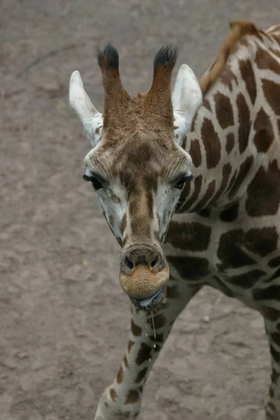 Jirafa Animal Mamífero Herbívoro Africano — Foto de Stock