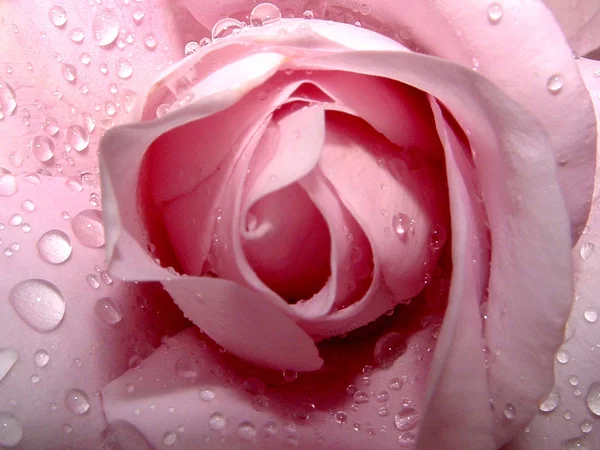 这种玫瑰叫做薄荷香 — 图库照片
