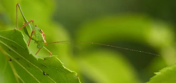 Closeup View Little Grasshopper Insect — Stock Photo, Image