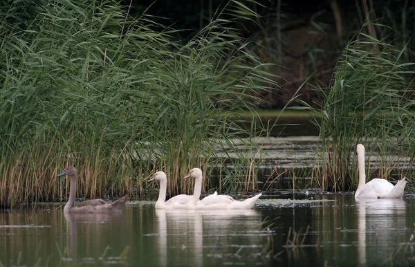 Vista Panorâmica Cisne Majestoso Natureza — Fotografia de Stock