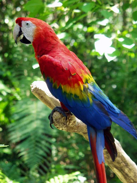 Vista Panorámica Hermoso Pájaro Naturaleza —  Fotos de Stock