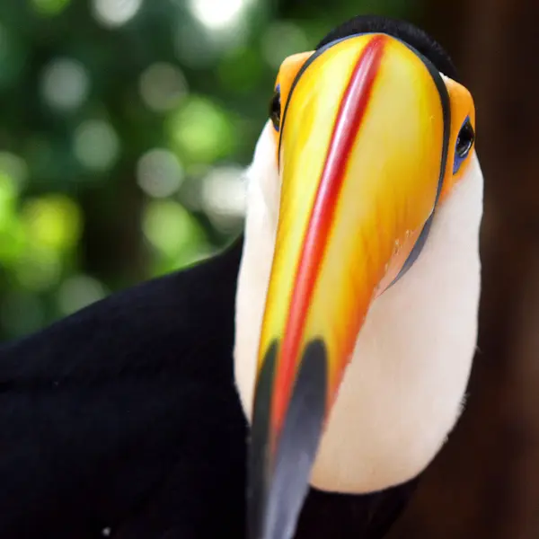 Vista Panorámica Hermoso Pájaro Naturaleza — Foto de Stock