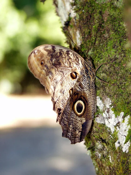 Widok Bliska Piękny Kolorowy Motyl — Zdjęcie stockowe