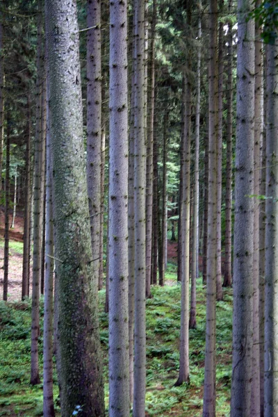 Vista Panoramica Della Flora Nella Foresta Selvatica — Foto Stock