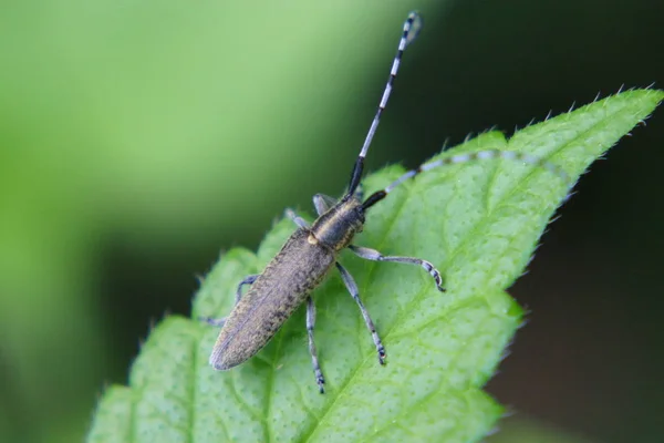 Vista Cerca Del Pequeño Insecto Saltamontes — Foto de Stock