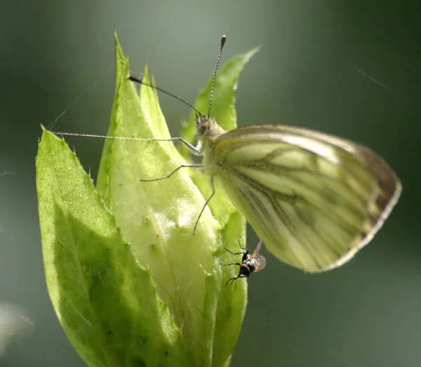 Weißer Schmetterling Flora Umwelt Und Insekten — Stockfoto