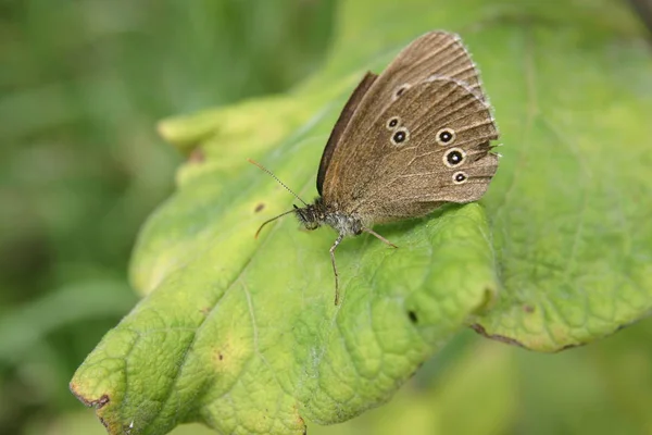 Primo Piano Bug Natura Selvaggia — Foto Stock