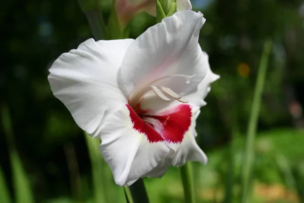 Gladiolus Blommor Flora Och Bladverk — Stockfoto