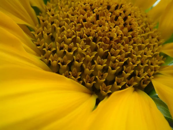 Sunflower Nnoderivs — Fotografia de Stock