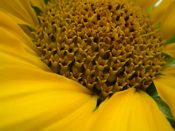 Een Zonnebloem Nnoderivaten — Stockfoto