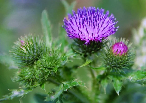 thistle wild field flowers, flora and nature