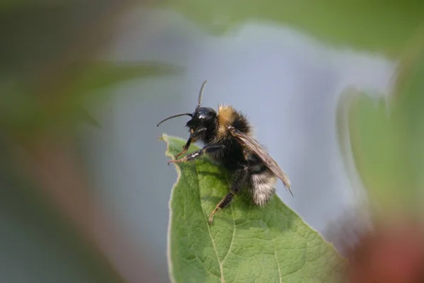 Vue Rapprochée Bel Insecte Bourdon — Photo