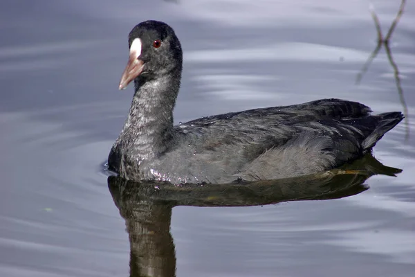 Observação Pássaros Tiro Patos Natureza Selvagem — Fotografia de Stock