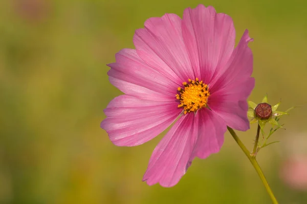 Sommarfält Blommor Kronblad Cosmos Blomma — Stockfoto