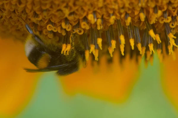 Vista Close Belo Inseto Bumblebee — Fotografia de Stock