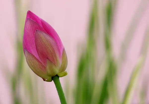 Lys Fleur Lotus Flore Étang — Photo