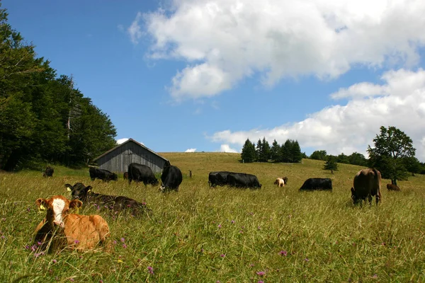 Vacas Paisaje Natural Enfoque Selectivo — Foto de Stock