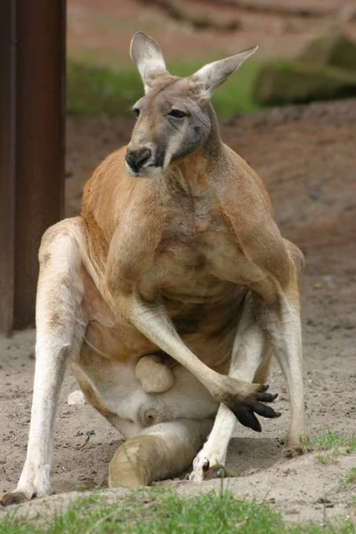 Kangoeroe Dier Australische Fauna — Stockfoto