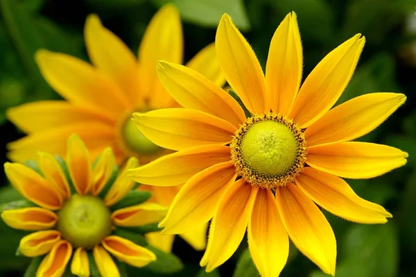 Schöne Botanische Aufnahme Natürliche Tapete — Stockfoto