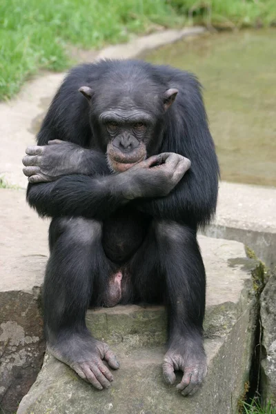 Primer Plano Los Animales Zoológico — Foto de Stock