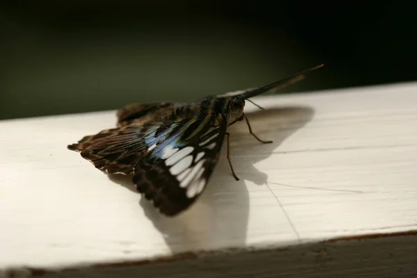 Nahaufnahme Von Schönen Bunten Schmetterling — Stockfoto