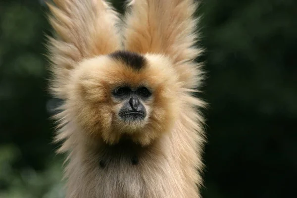 サル霊長類動物野生動物 — ストック写真