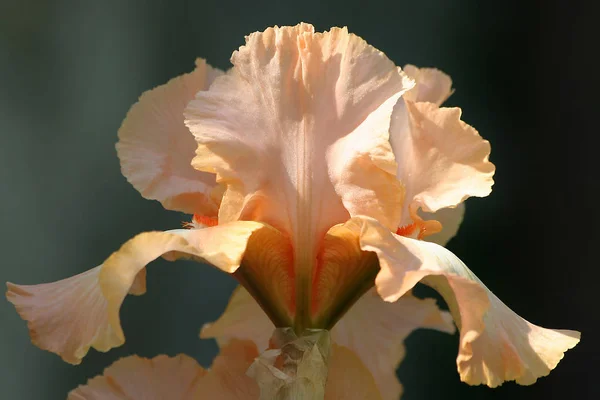 Schilderachtig Uitzicht Mooie Irisbloem — Stockfoto