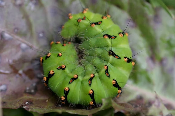 Nahaufnahme Von Schönen Bunten Schmetterling — Stockfoto